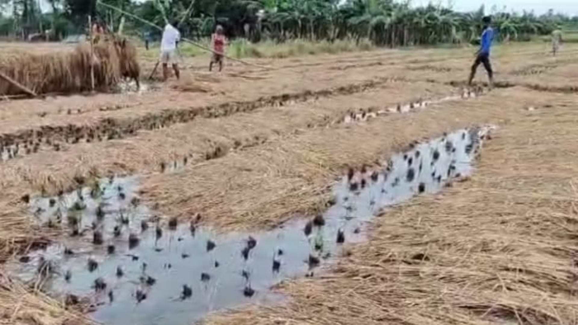 Bihar News: Cyclone Dana caused massive destruction in Purnea; crops destroyed, farmers in despair
