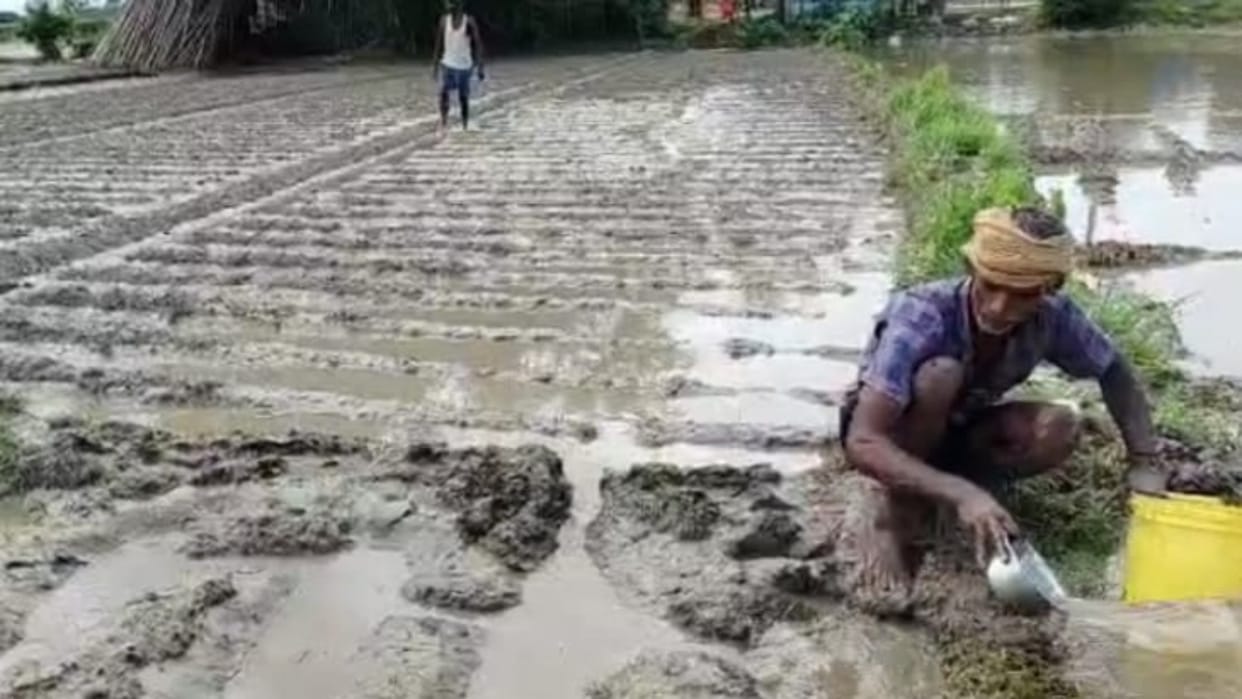 Bihar News: Cyclone Dana caused massive destruction in Purnea; crops destroyed, farmers in despair