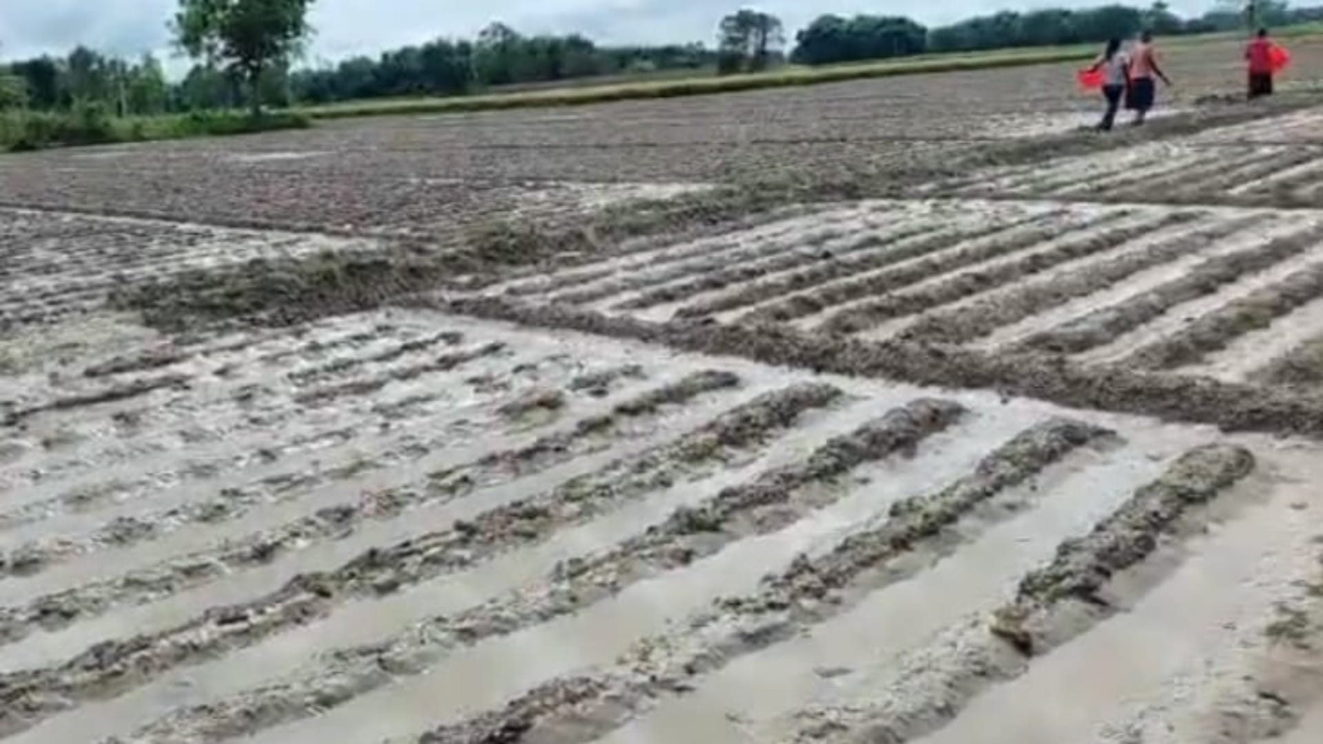 Bihar News: Cyclone Dana caused massive destruction in Purnea; crops destroyed, farmers in despair
