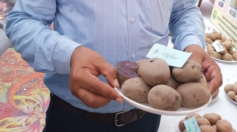 CSA Kanpur Jamunia potato will increase immunity and blood ICAR-CPRI has developed it