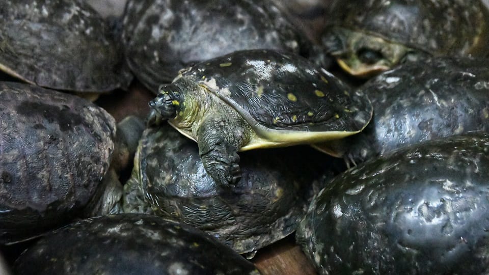 Mother and daughter who came to Noida from Mathura to sell banned turtles on Diwali arrested