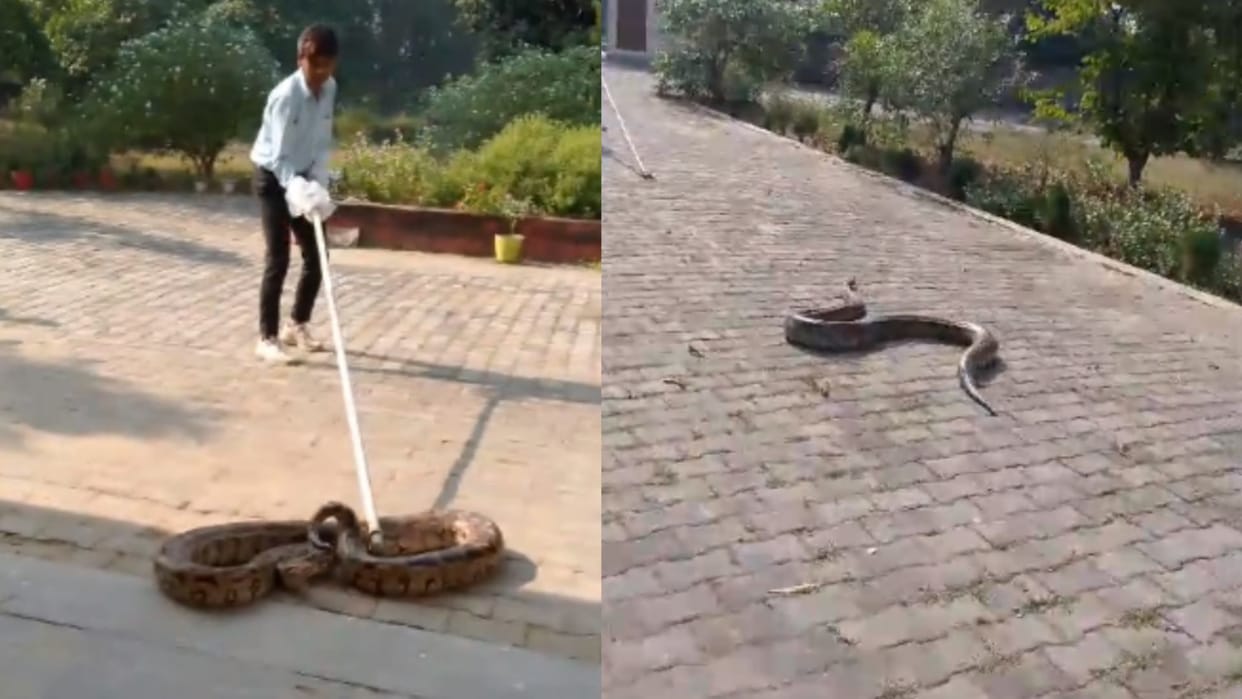Python in class room created panic in a school in Mahmoodabad.