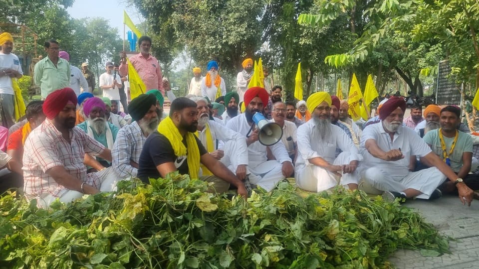 Farmer protested after urad crop was ruined due to poor quality seeds in rudrapur