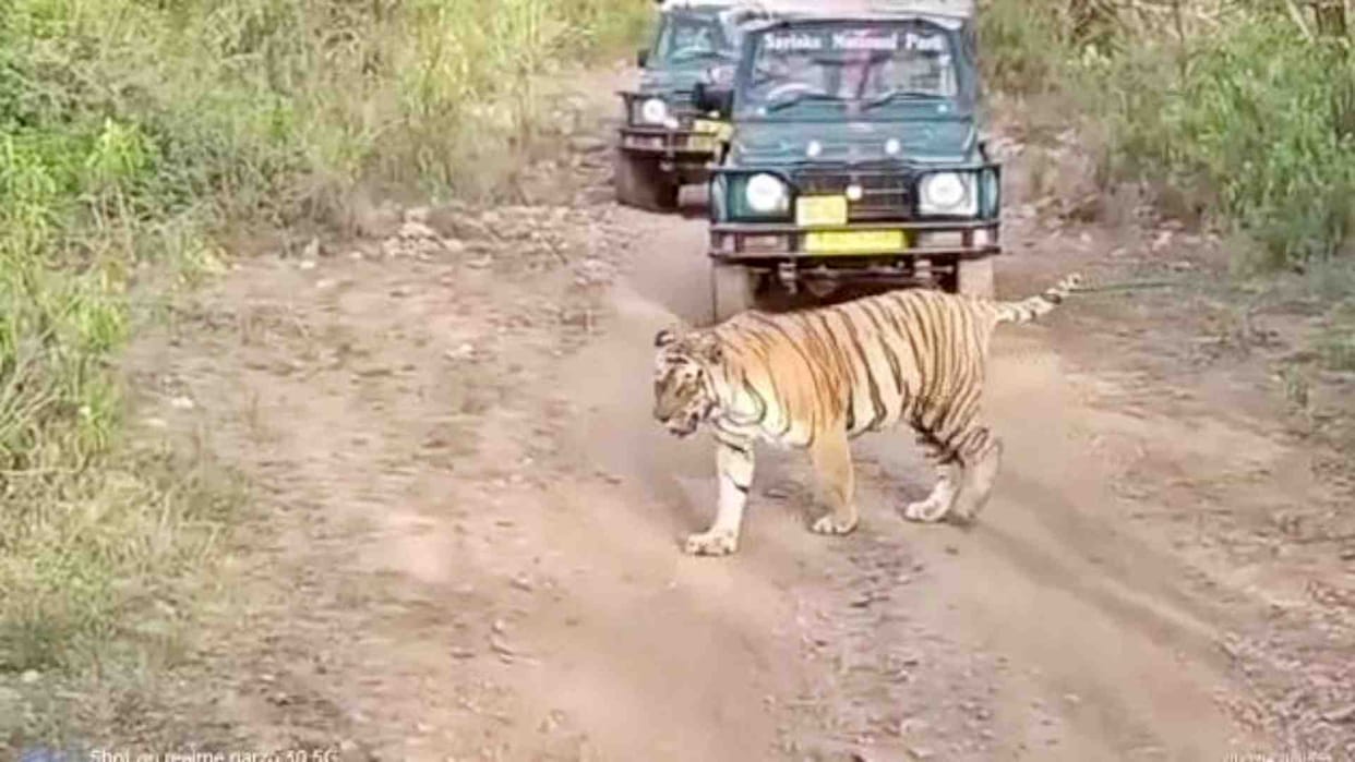 Alwar News: Due to daily sighting of tigers, there is a huge influx of tourists in Sariska Sanctuary
