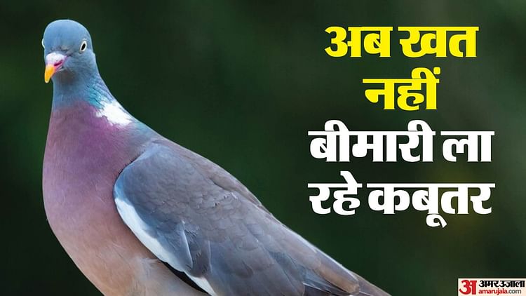 Lung Disease Caused By Pigeon Feathers And Droppings Problems Due To Prolonged Exposure – Amar Ujala Hindi News Live