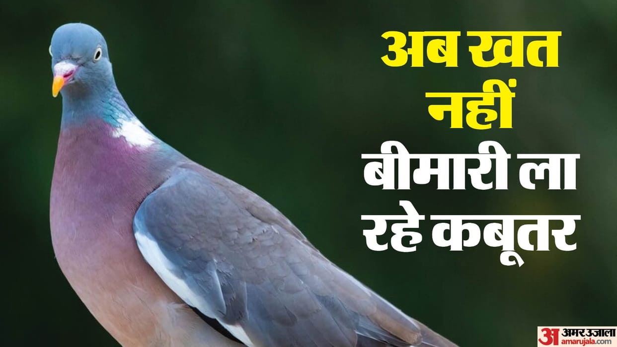 MCD is planning to ban places where pigeons are fed