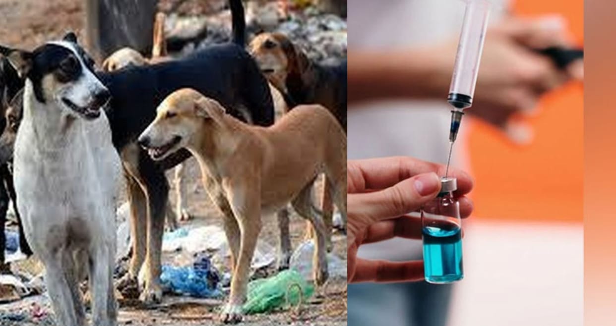 Every year in India more than five thousand people die due to rabies infection