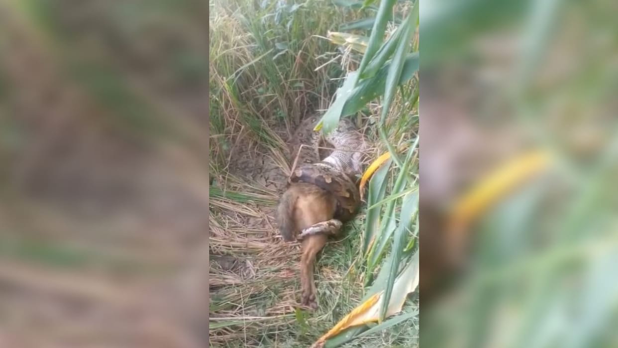 a python made a jackal its prey In Umaria