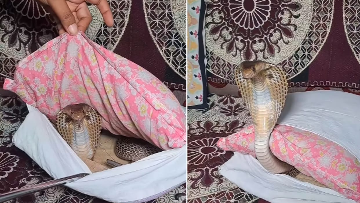 Saanp Ka Video: snakes viral video king cobra was hiding inside pillow cover on sofa viral video Social Media