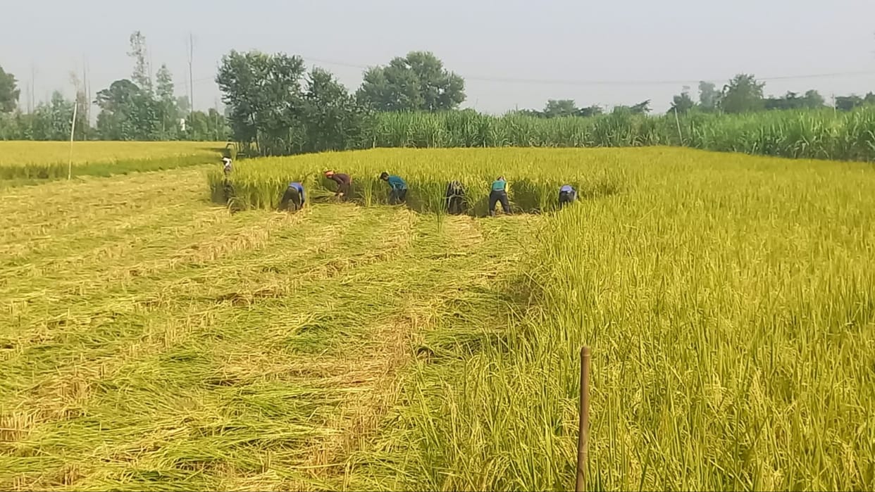 Jhajjar: Farmers do not burn stubble in Madana Khurd, are earning profits by selling it