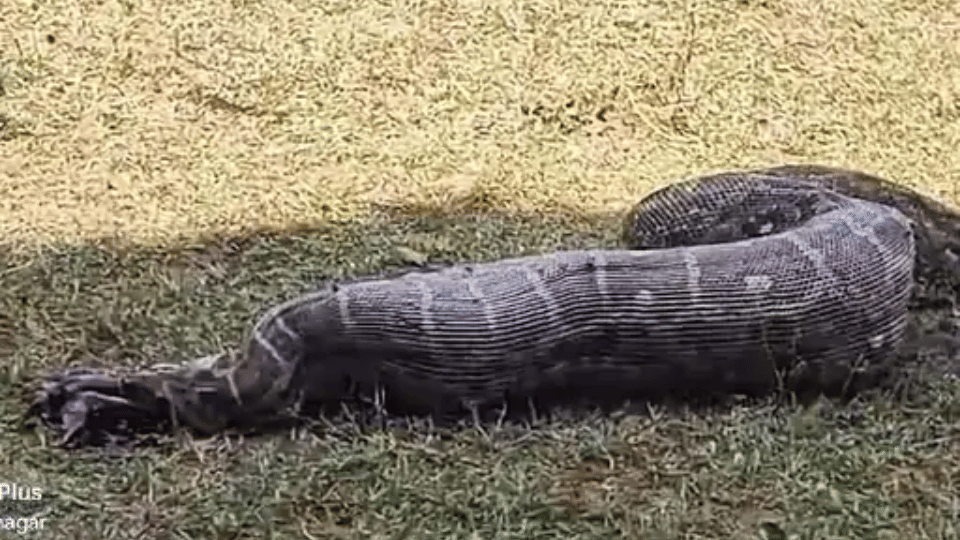 big Python snake rescue wild forest animal photo news
