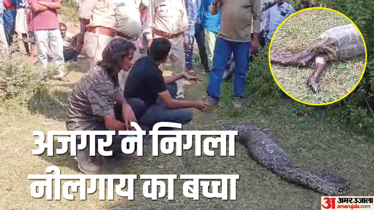 big Python snake rescue wild forest animal photo news