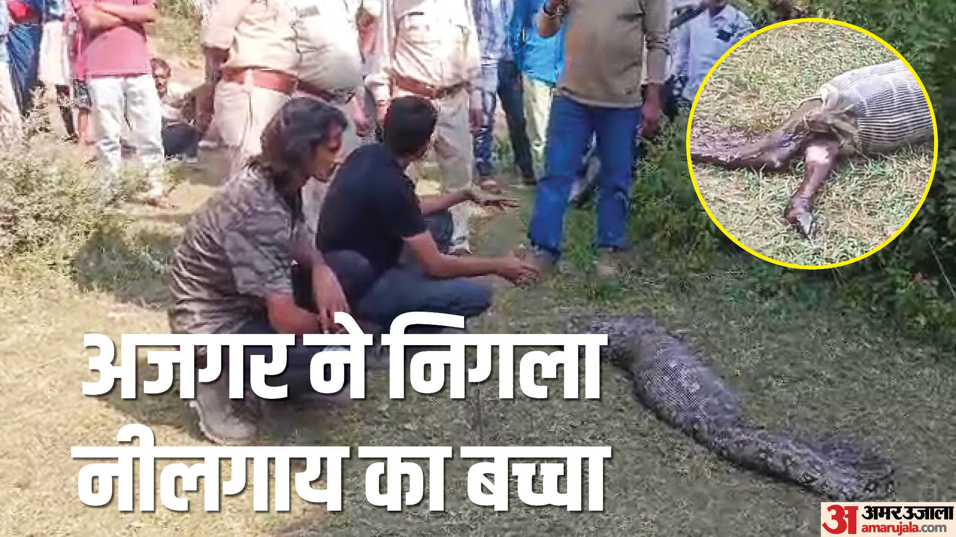 गांव वालों ने वन विभाग के आने के बाद अजगर को पकड़ा।