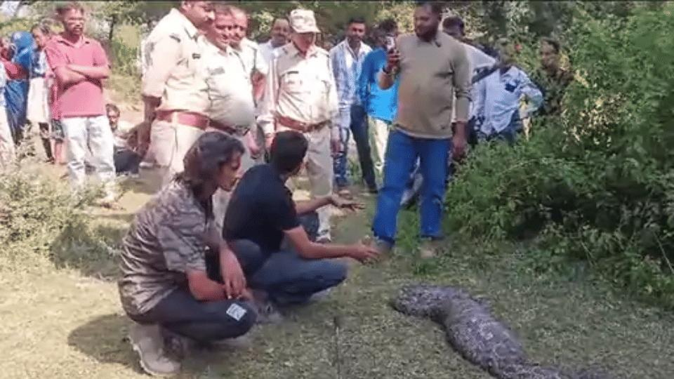big Python snake rescue wild forest animal photo news