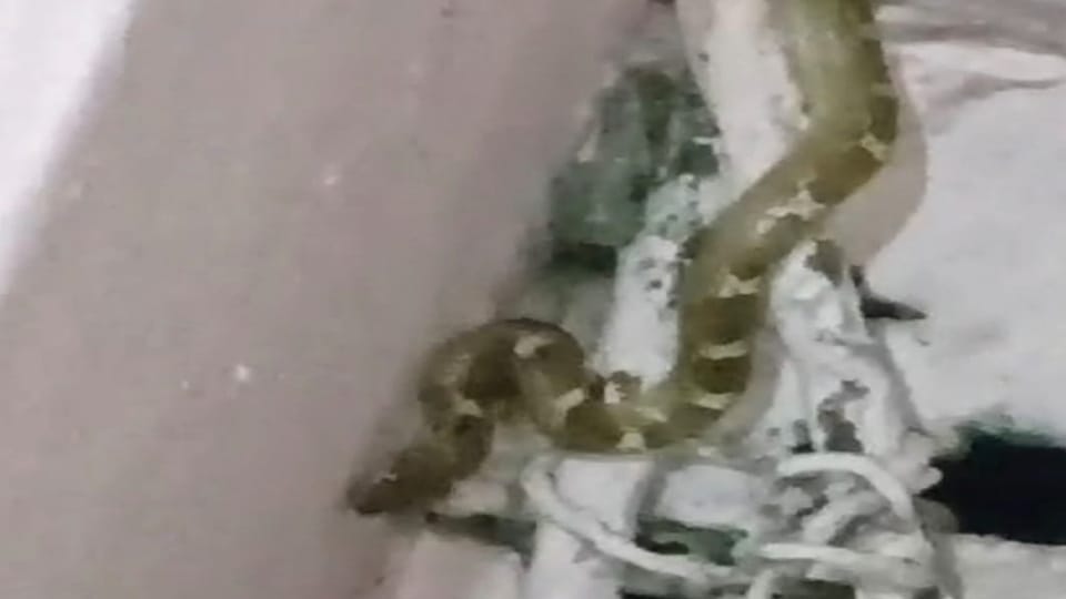 Python found in house in Ambala looks like russell viper