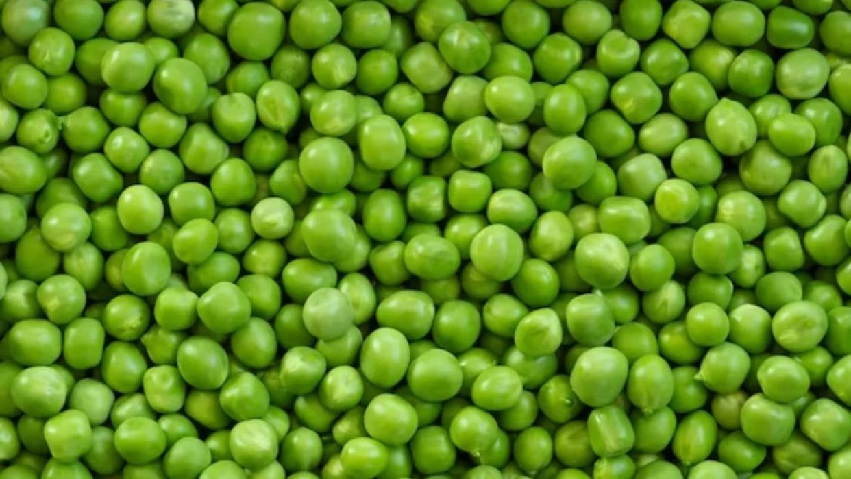 Himachal News Now even green peas are not safe for health more lead than prescribed was found in them
