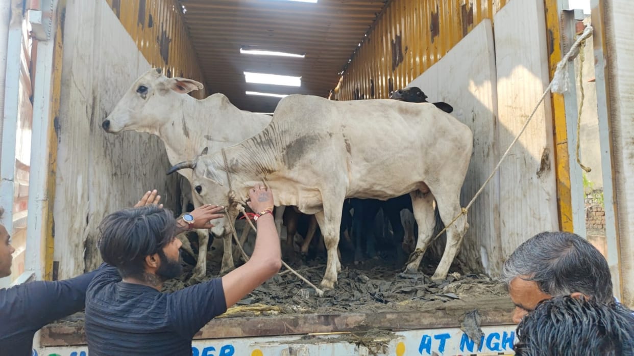 Bharatpur News: Gau Seva Dal and QRT team freed 27 cows, cow smugglers escaped after firing