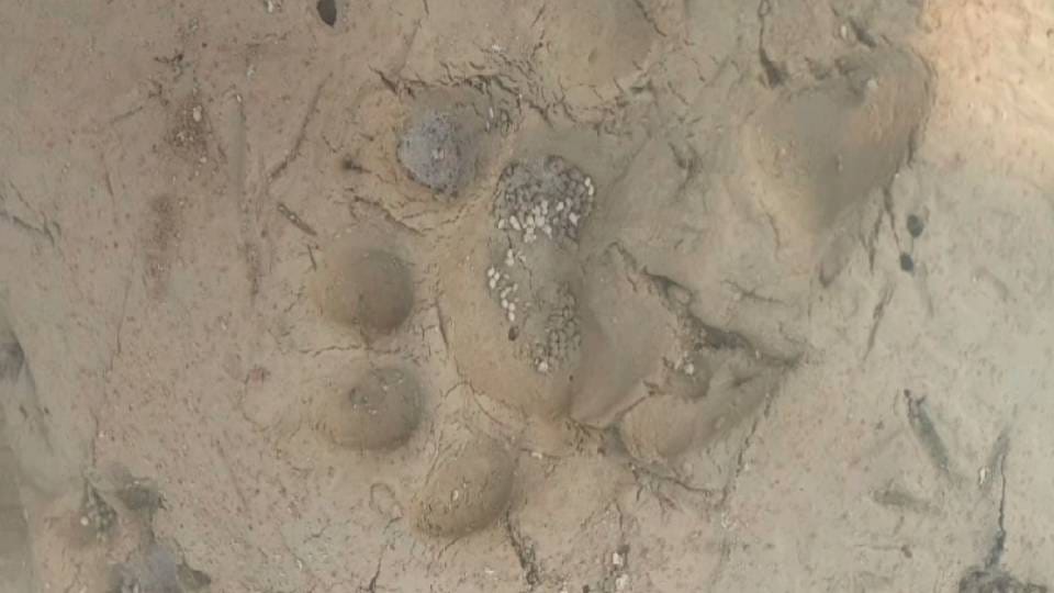 People terrified by sound of leopard on banks of Saryu river in Ayodhya  forest department is keeping watch