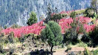 Agriculture: Red 'carpets' are visible on the hill of Kwar from Dodra