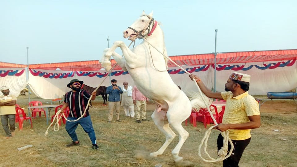 Horses are more expensive than luxury cars pair costs Rs 82 lakh height 66 inches know specialty