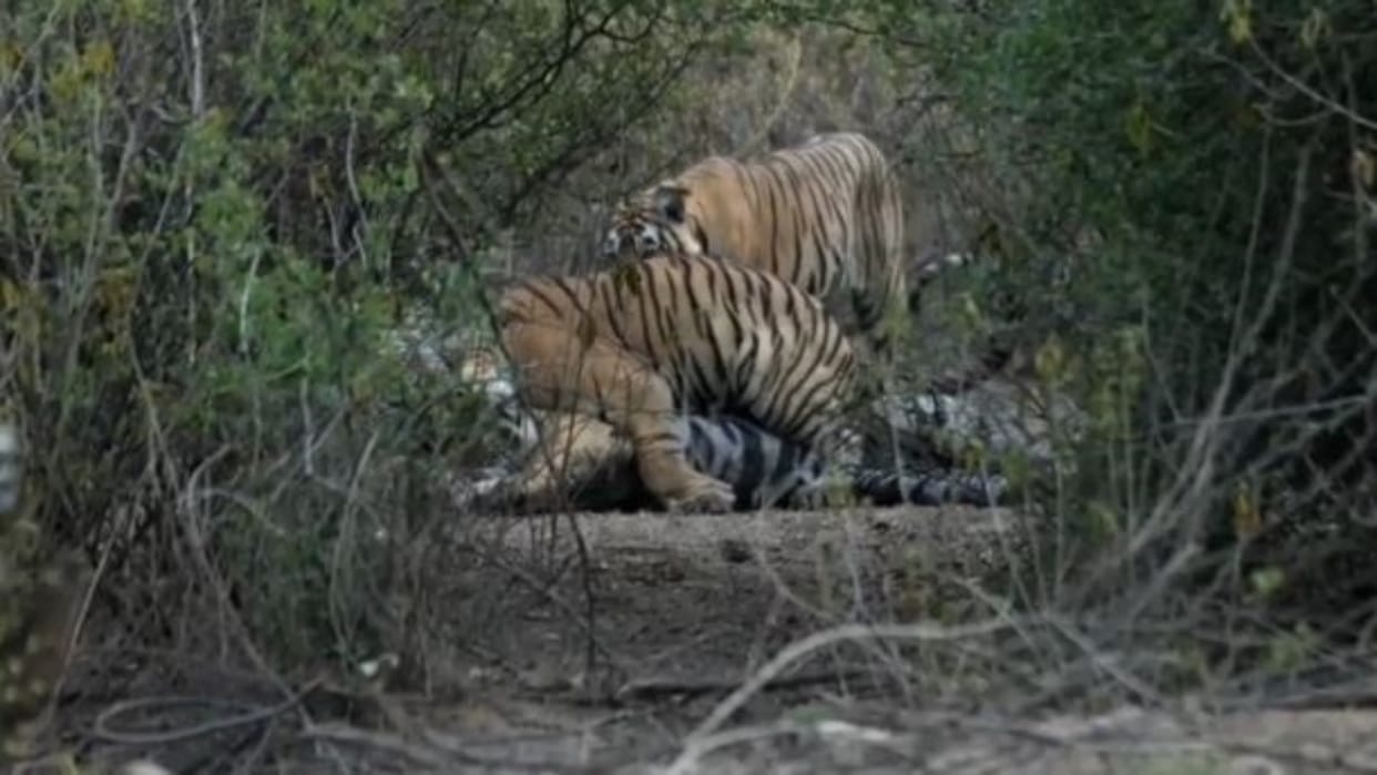 Alwar : 24 hour patrolling in Sariska for next 7 days, hunters enter the forest under the guise of festivals