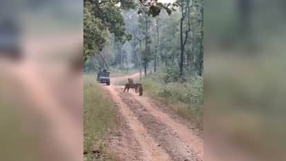 Sanjay Tiger Reserve's aunt 'tigress T28' went on a walk in sidhi