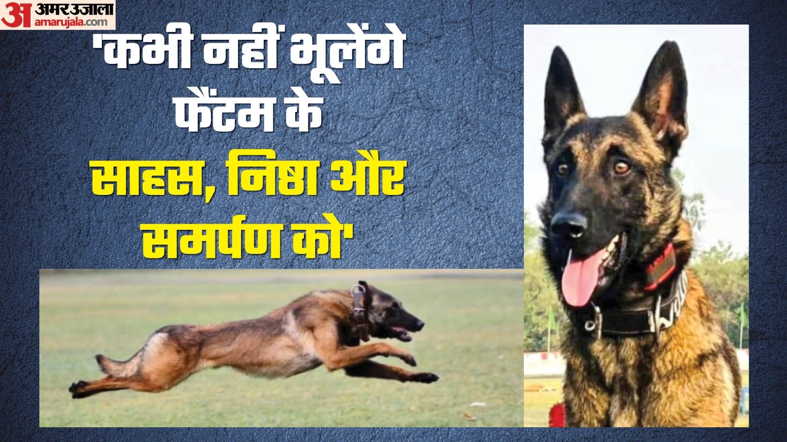 army dog phantom inside story who is phantom dog and training procedure