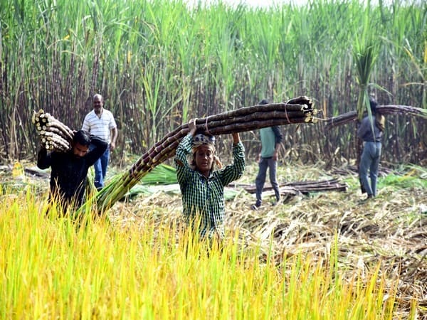 Issue: Will the expectations of sugarcane farmers be fulfilled... Niti Aayog's task force report has raised co