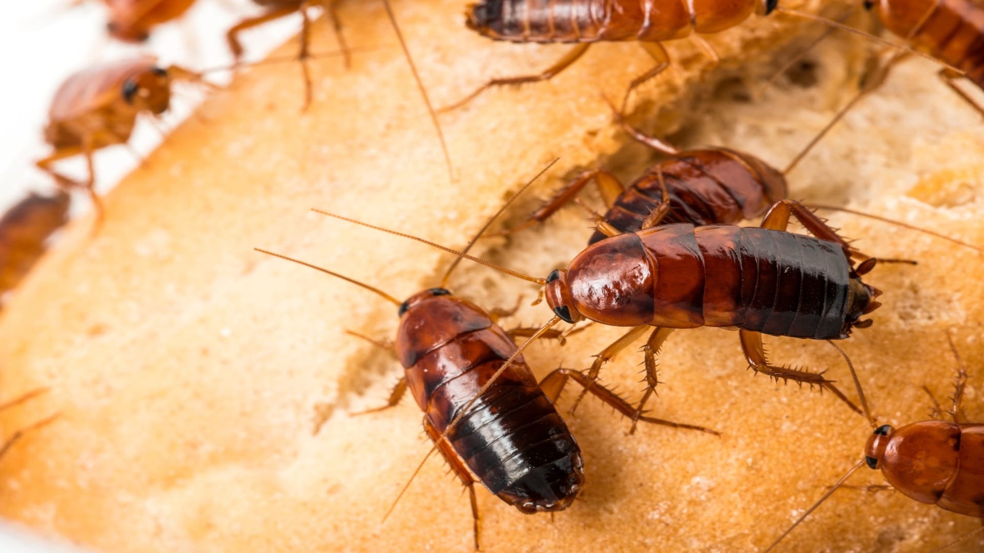 Ways To Eliminate Cockroaches From Home