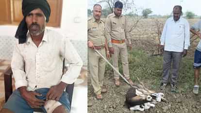 Hamirpur: Black deer injures farmer who was irrigating his field