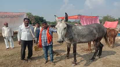UP: Mule 'Chandal' is more expensive than Royal Enfield Bullet, you will be surprised to know the price; Know what is its specialty Mule 'Chandal' is more expensive than Royal Enfield Bullet surprised to know its price