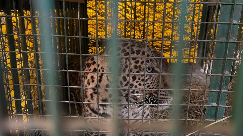 forest department team captured the leopard in cage in Lakhimpur kheri