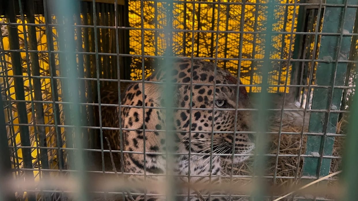 forest department team captured the leopard in cage in Lakhimpur kheri