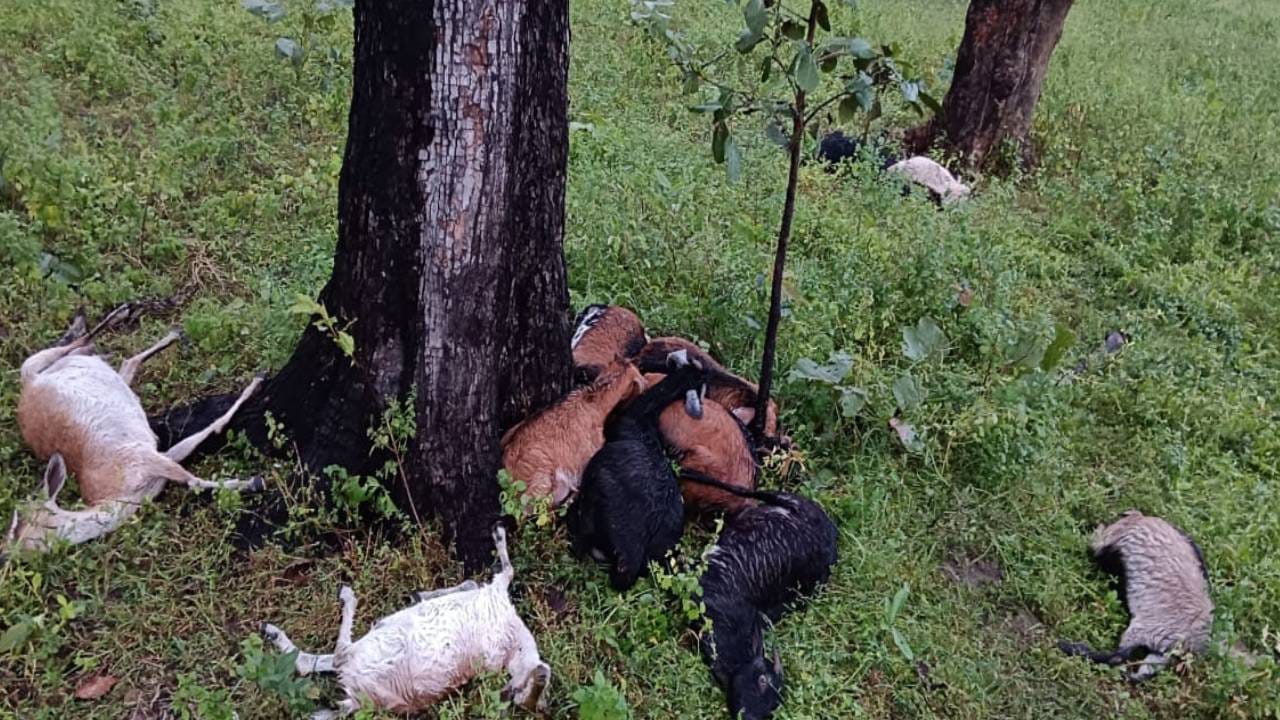 आकाशीय बिजली की गिरने से 11 बकरियों की मौत 