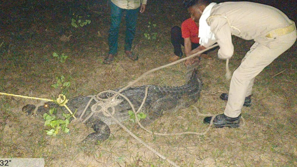Bijnor: A seven feet long crocodile suddenly reached the farm, some farmers climbed trees, some saved their li
