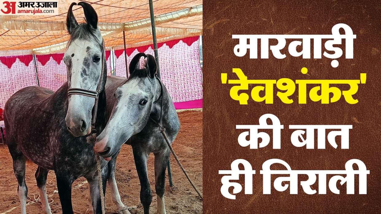 UP Animal Fair Marwari horse Khatu Shyam riding bought for up to Rs 1 crore In agra