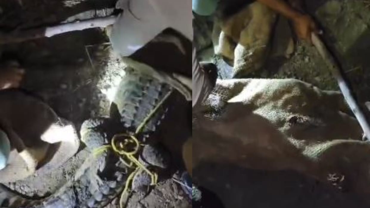 crocodile on the road at night panic among villagers in lakhimpur kheri