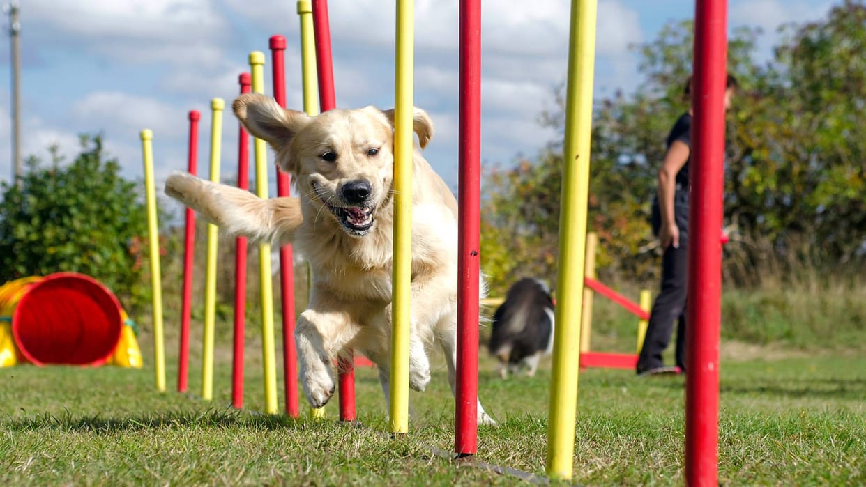 Chandigarh Pet and Community Dogs Bylaws 2023 approved