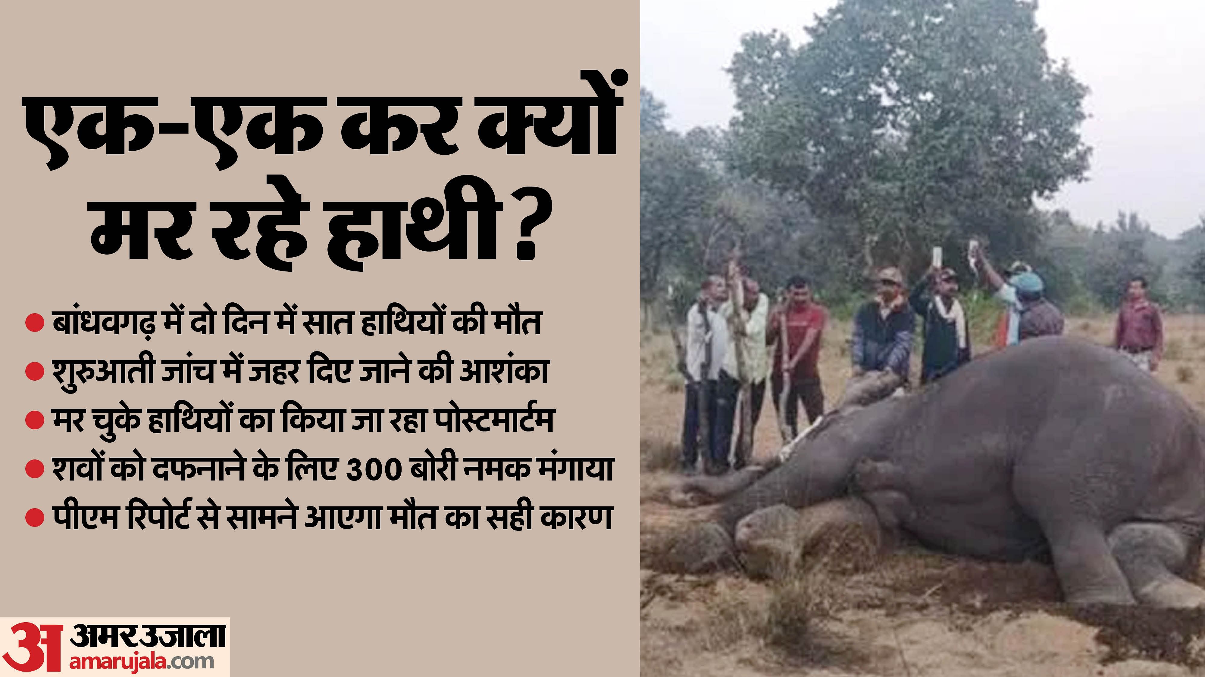 Mp News Seven Elephants Died In Bandhavgarh Tiger Reserve Forest ...