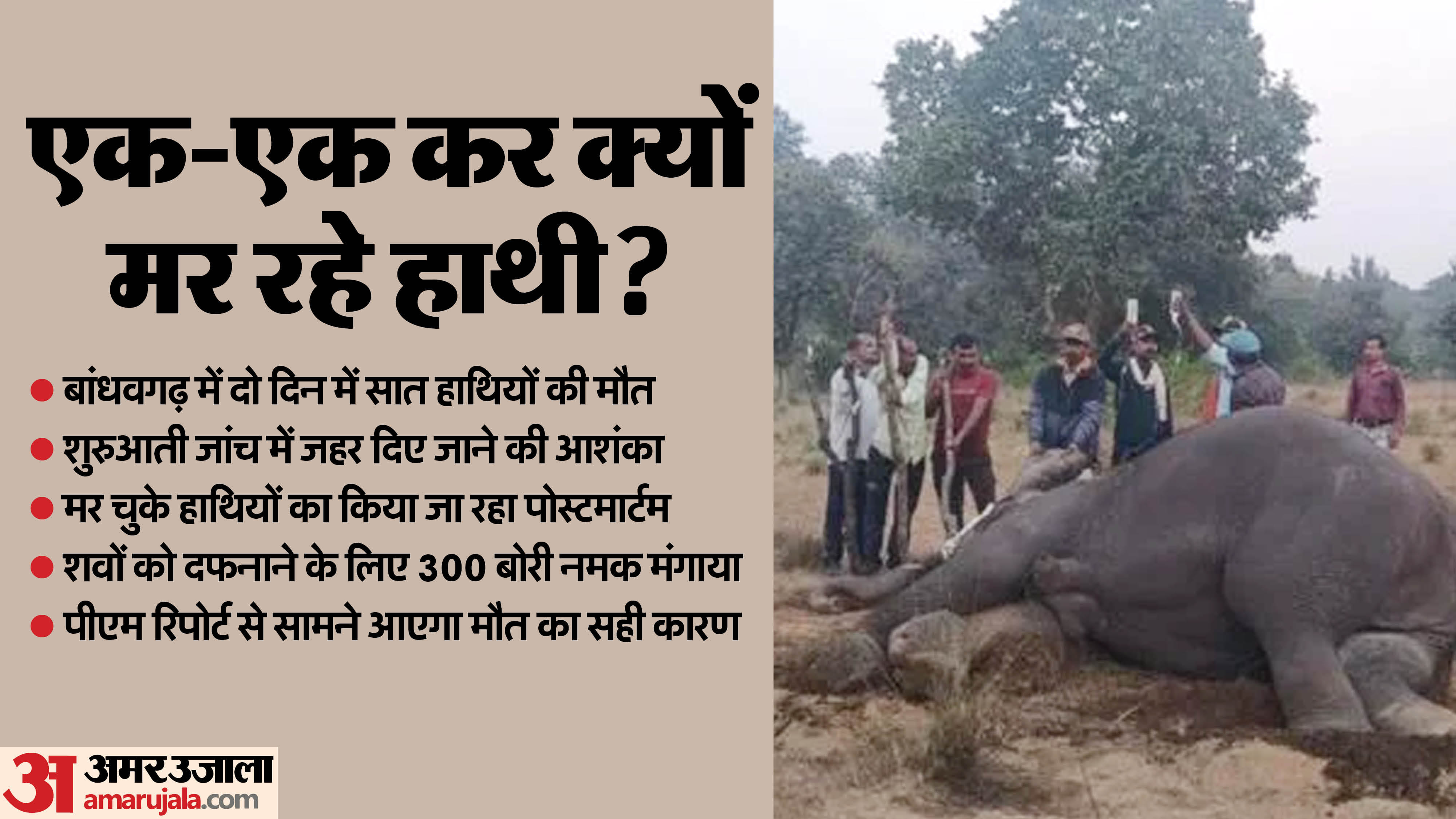 बांधवगढ़ टाइगर रिजर्व में सात हाथियों की मौत।