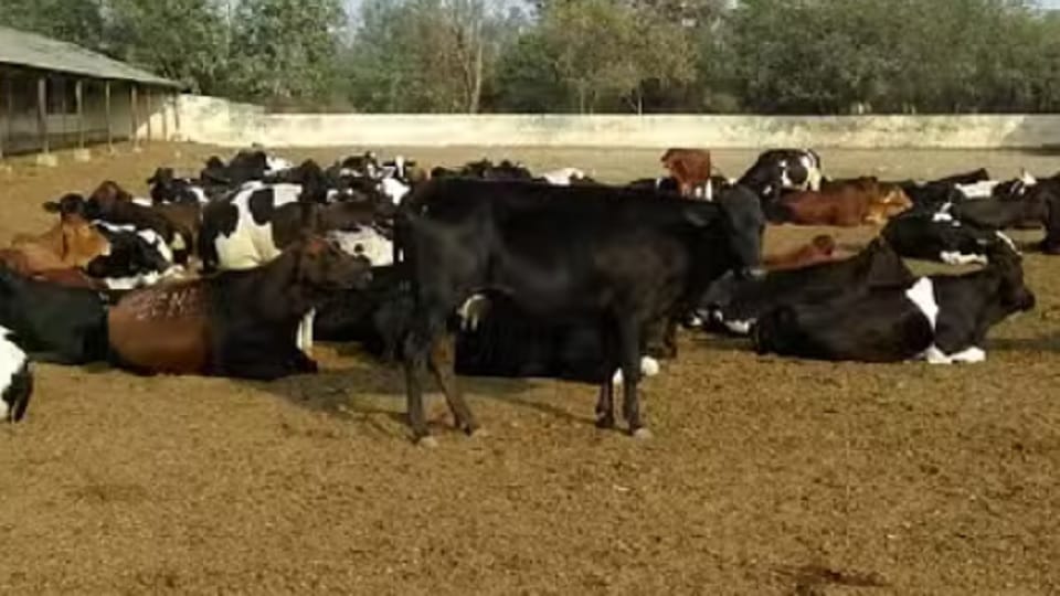 UP News: Frieswal is made by mixing parts of American and Indian cow, how much milk does it give