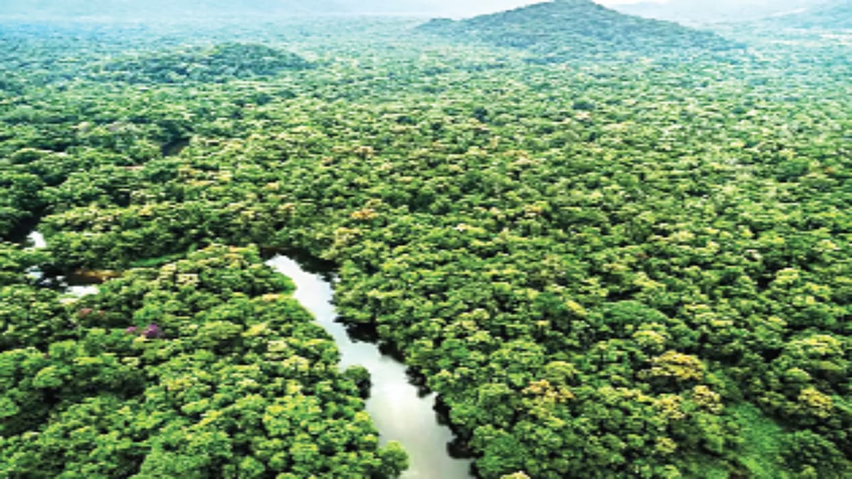Government report claimed India's green cover increased by 1,445 sq km from 2021 to 2023