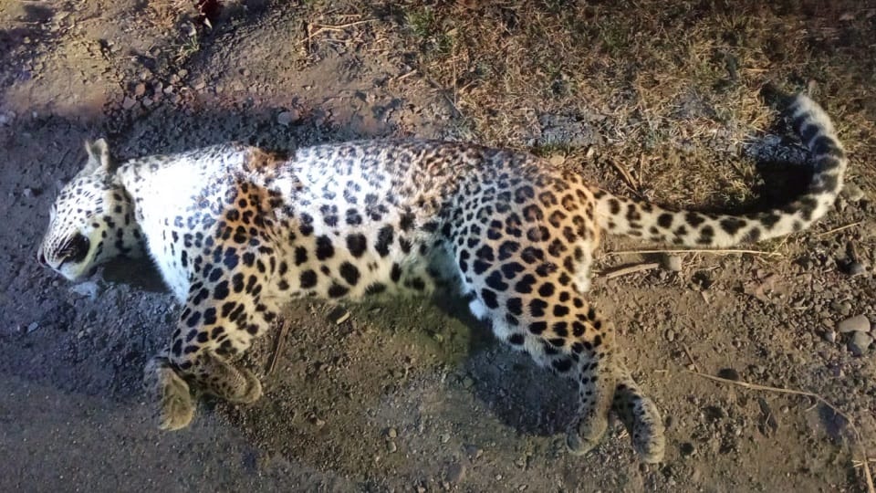 Shamli: Leopard's body found on the highway