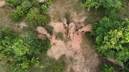 Three elephants died due to electric shock Gajaraj is reaching place where bodies were buried in Raigarh