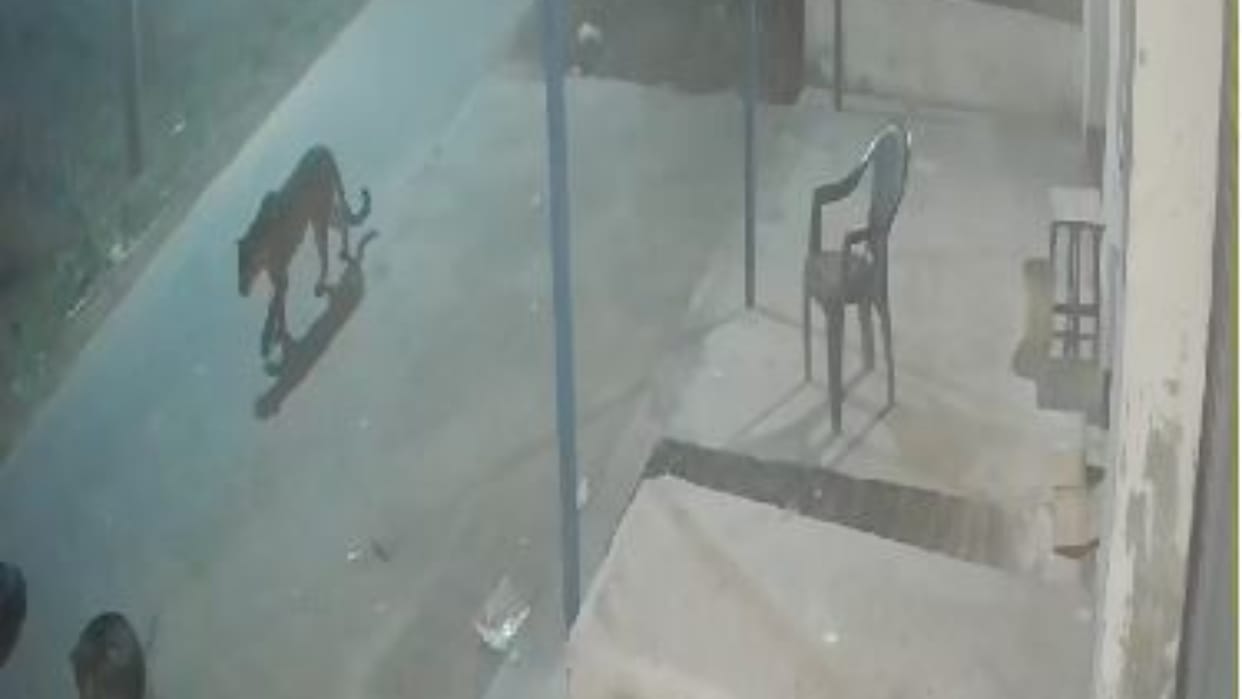 Leopard entered the village at midnight caught on camera in lakhimpur kheri