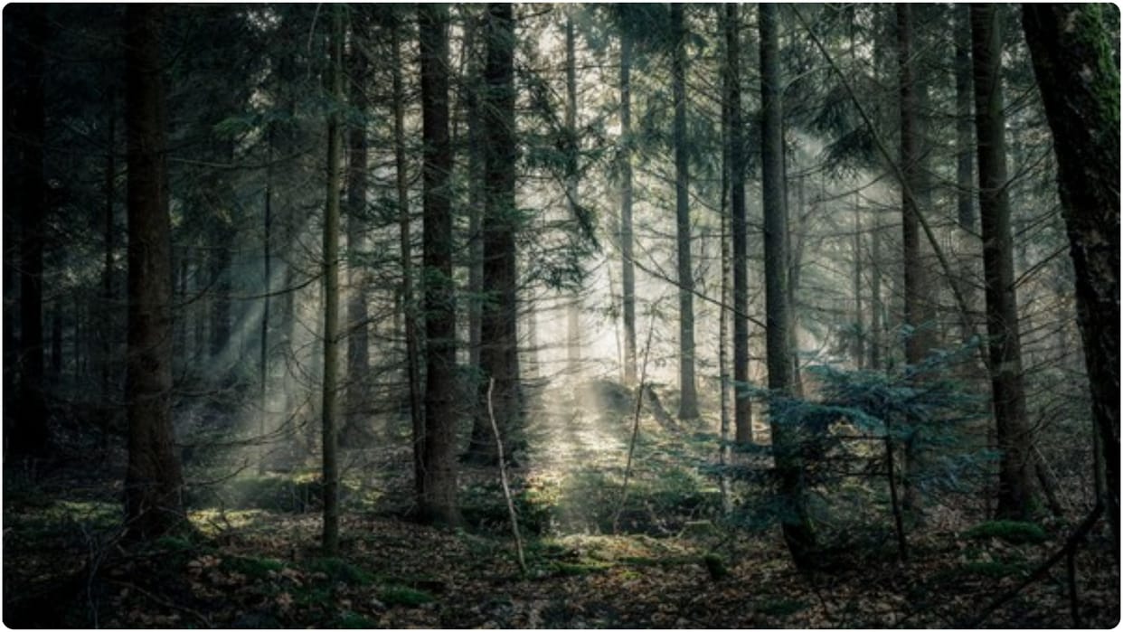 Man lost in Washington state's vast wilderness for a month, Survives On Mushrooms And Berries