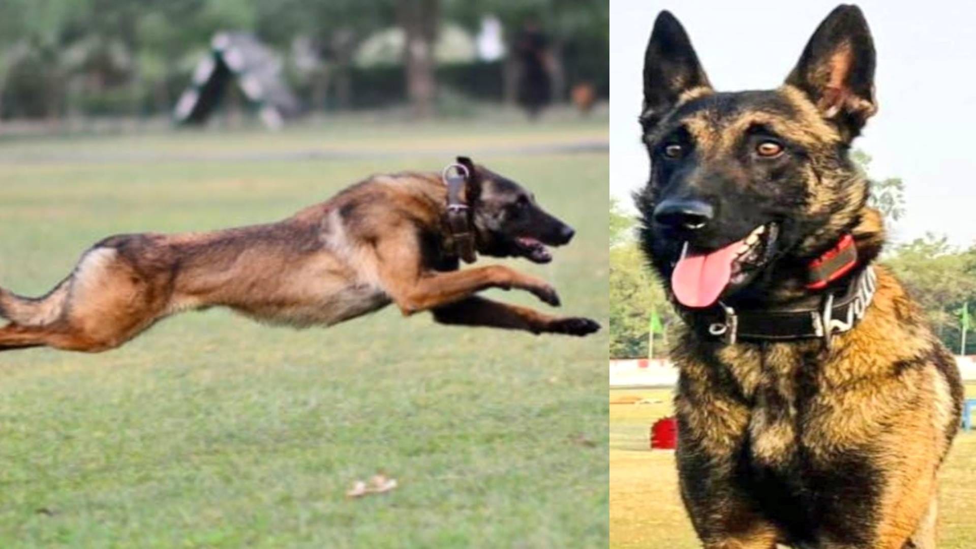 army dog phantom inside story who is phantom dog and training procedure