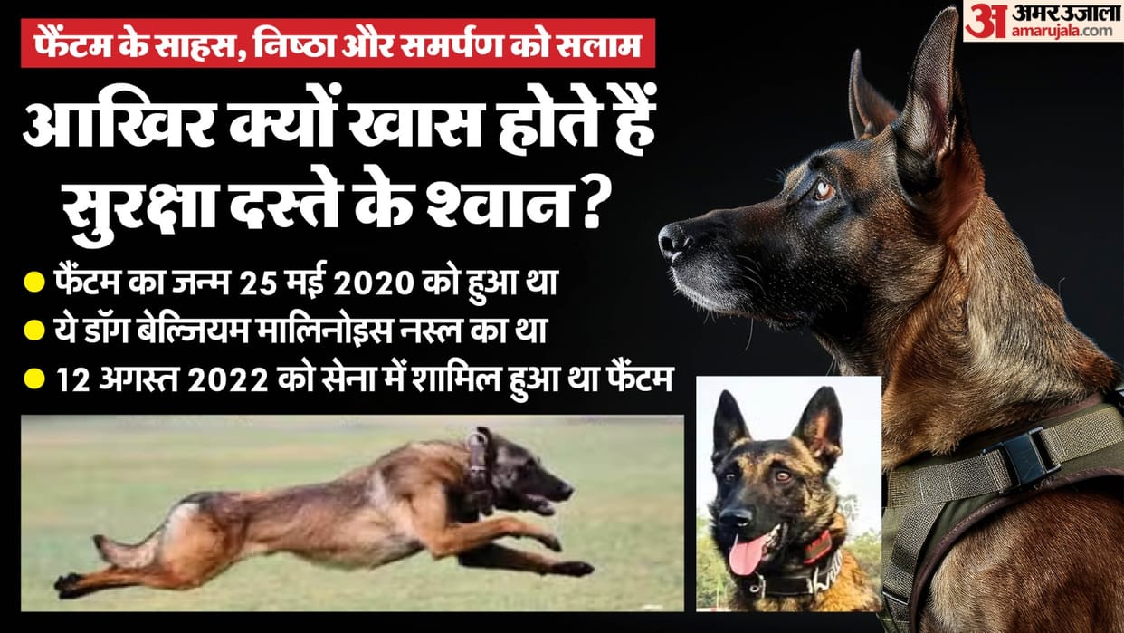 army dog phantom inside story who is phantom dog and training procedure