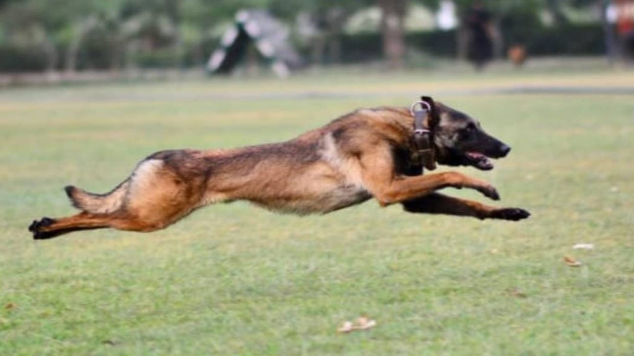Stray dogs attacked six children and a teenager Roorkee News