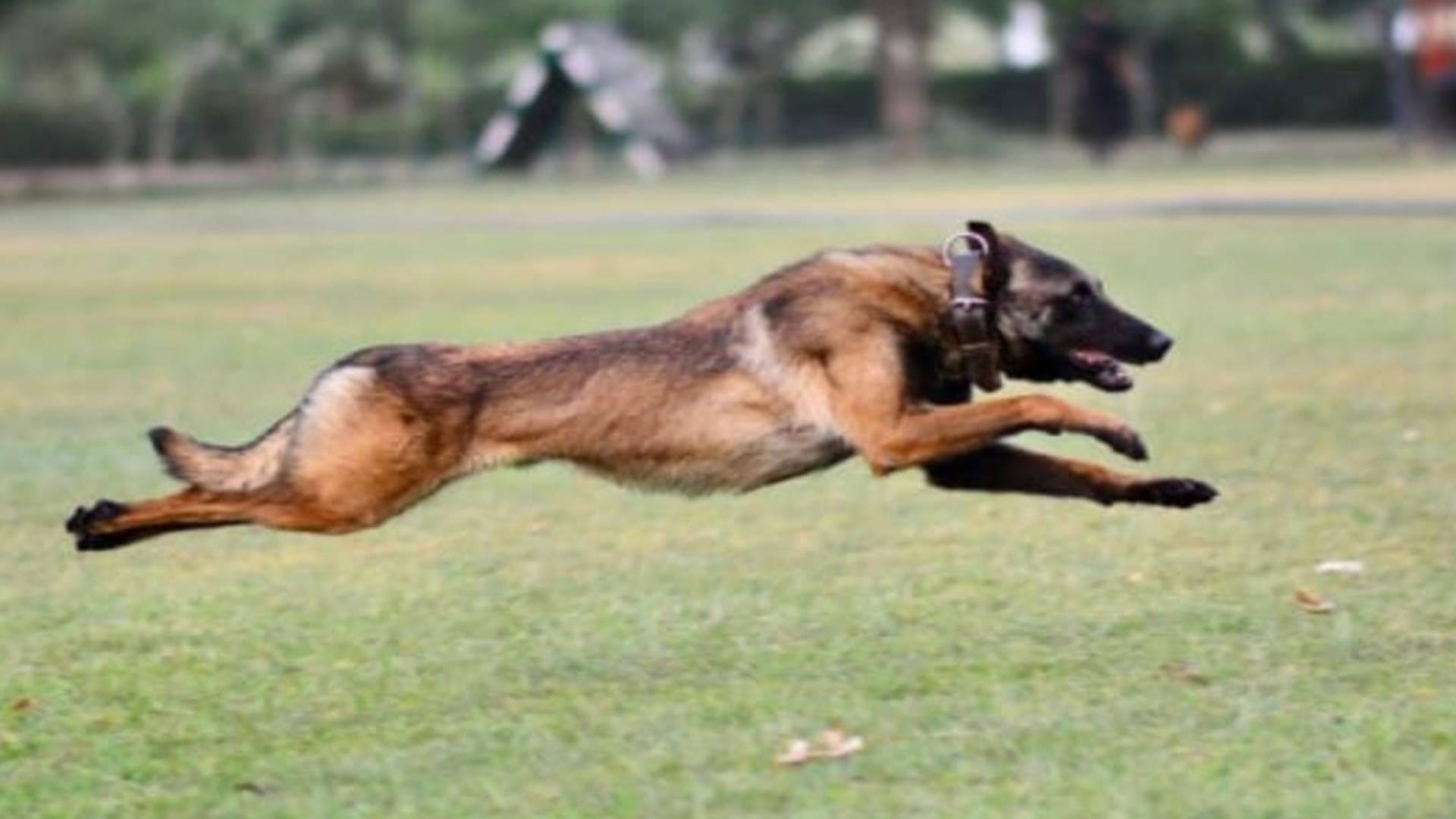 army dog phantom inside story who is phantom dog and training procedure